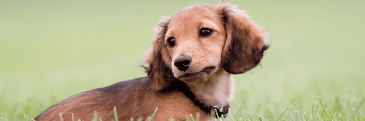 Daschund