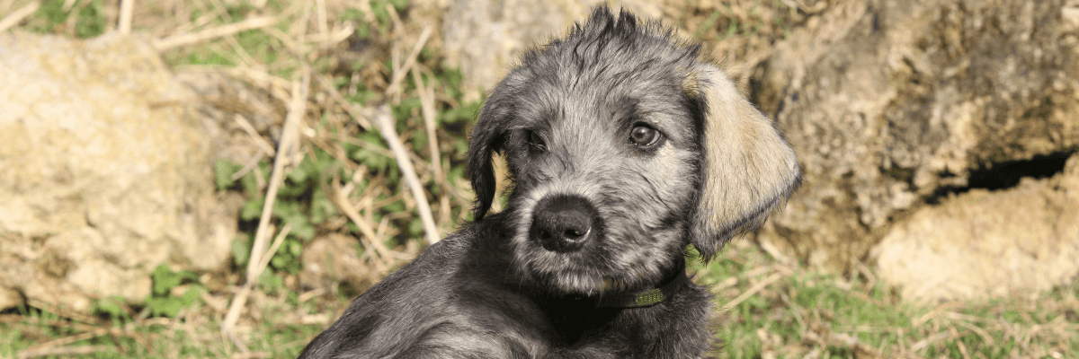Irish Wolfhound