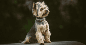 Yorkshire Terriers: A Full Guide