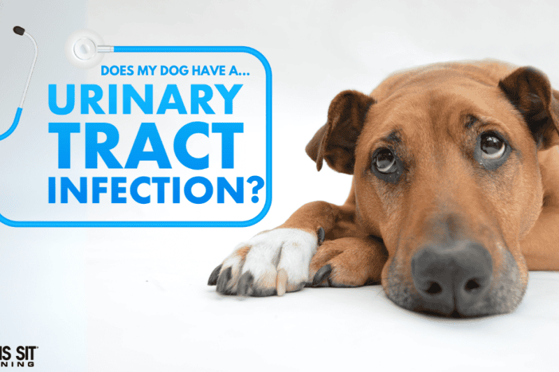 Does My Dog Have a UTI?