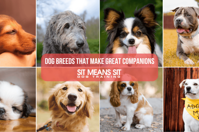 Dog Breeds That Make Great Companions