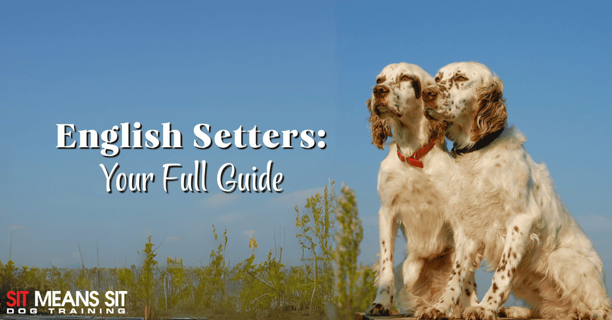 Everything You Need to Know About English Setters