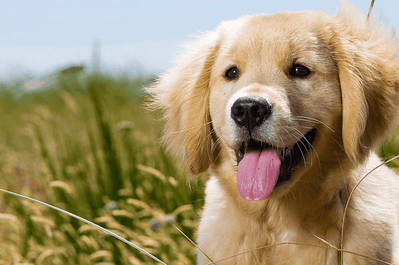 Puppy Preschool