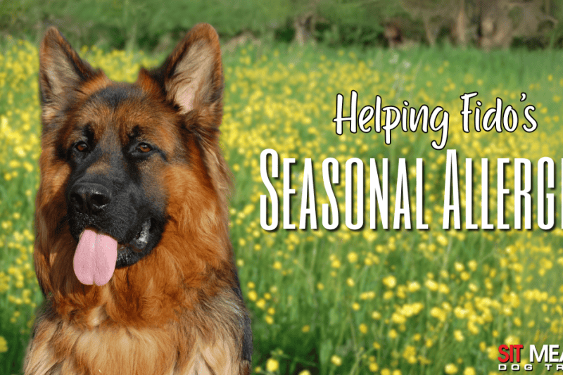 Helping Your Dog Manage Their Seasonal Allergies