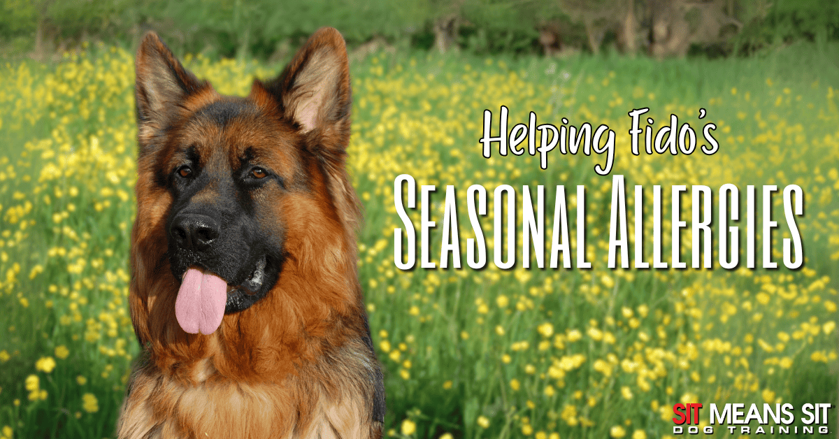 Helping Your Dog Manage Their Seasonal Allergies