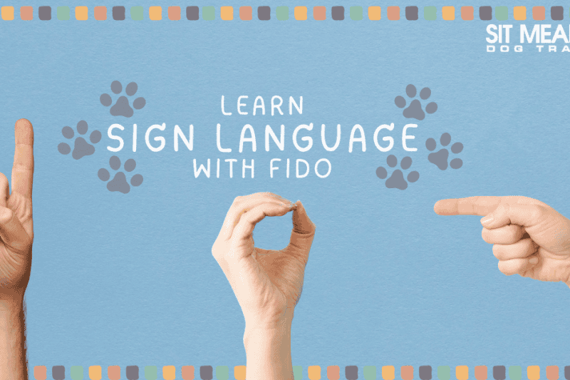 Learn Sign Language with Fido