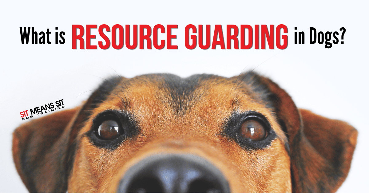 What is Resource Guarding in Dogs?