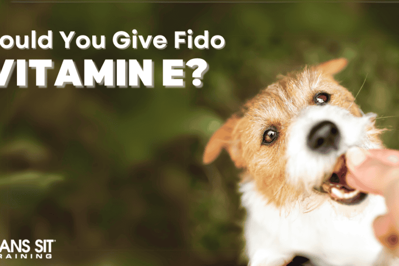 Should I Be Giving My Dog Vitamin E?