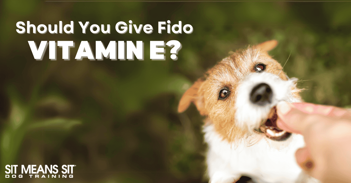 Should I Be Giving My Dog Vitamin E?