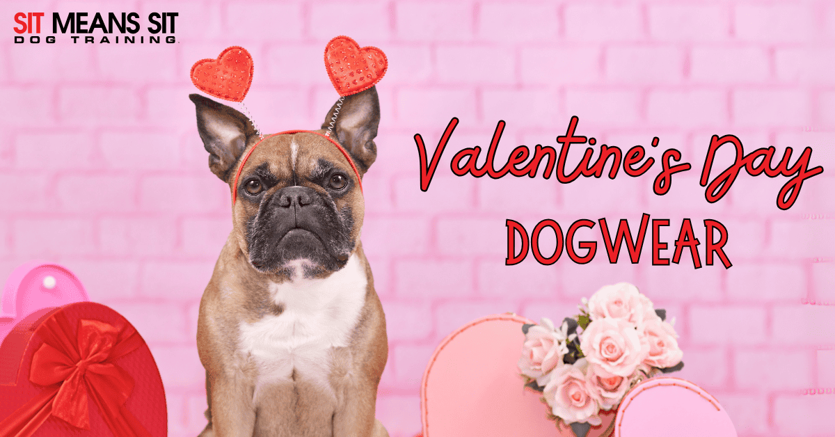 The Cutest Valentine's Day Inspired Dogwear