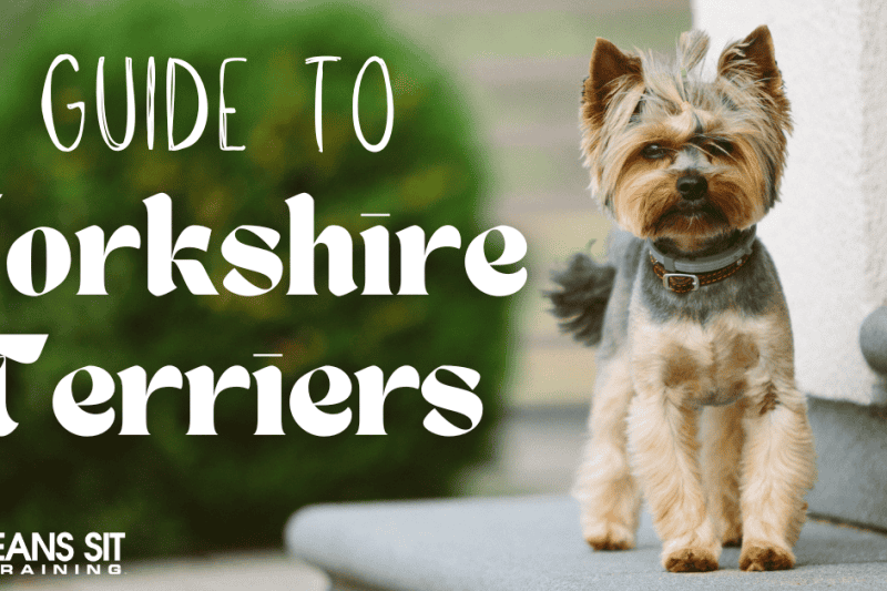 Yorkshire Terriers: A Full Guide