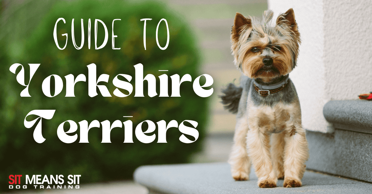 Yorkshire Terriers: A Full Guide